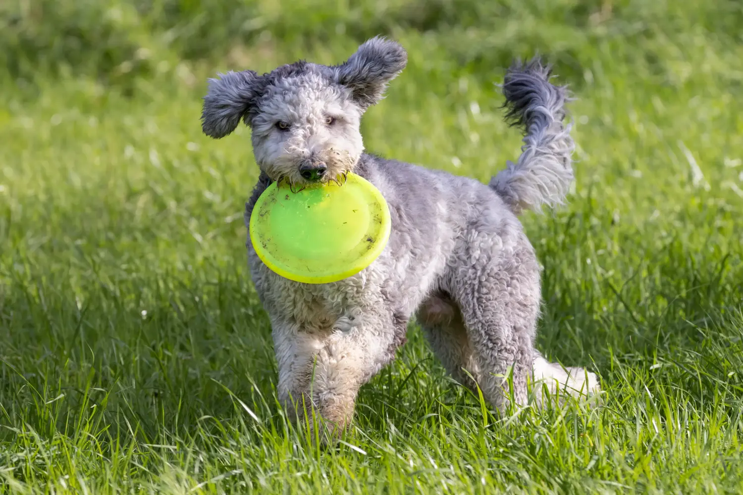 At købe en Bergamasco Shepherd-hvalp betyder at tage ansvar! Køb Bergamasco hyrdehundehvalpe.