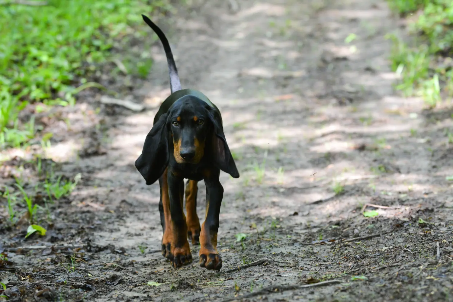 At købe en Black and Tan Coonhound-hvalp betyder at tage ansvar! Køb Black and Tan Coonhound-hvalpe.