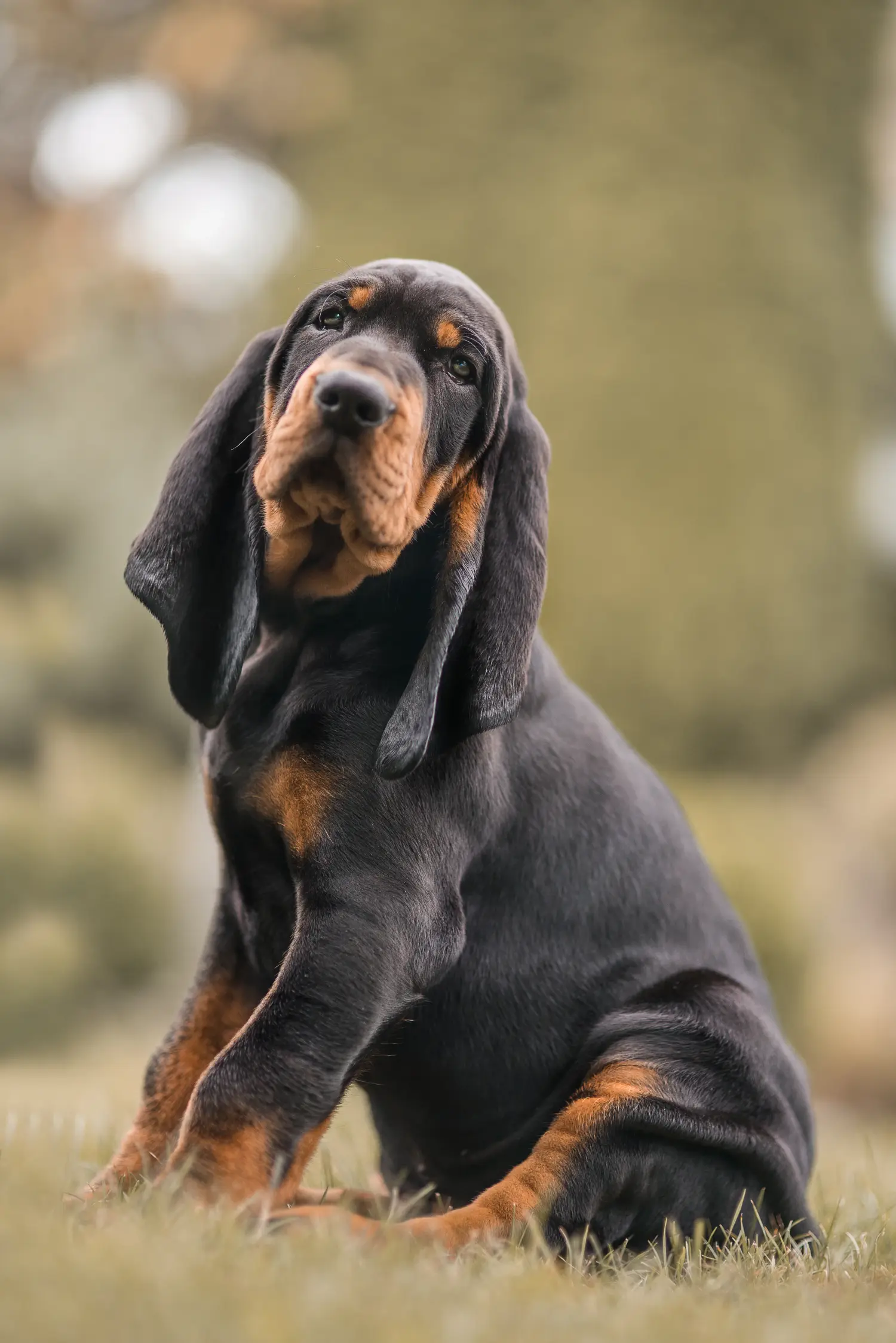 At købe en Black and Tan Coonhound-hvalp betyder at tage ansvar! Køb Black and Tan Coonhound-hvalpe.