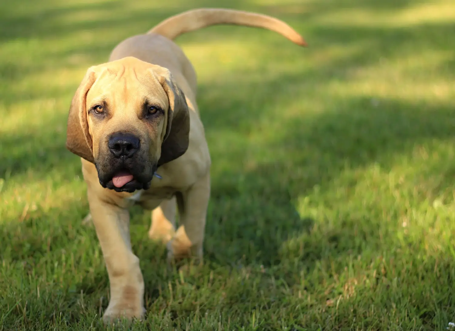 At købe en Boerboel-hvalp betyder at tage ansvar! Køb Boerboel-hvalpe.