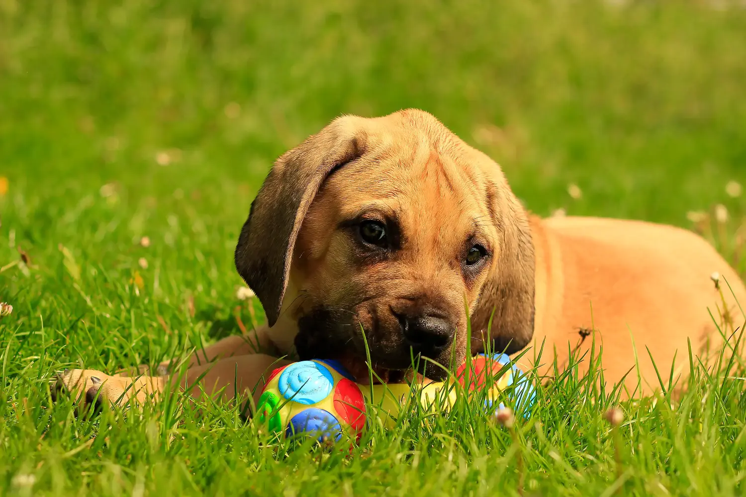 At købe en Boerboel-hvalp betyder at tage ansvar! Køb Boerboel-hvalpe.