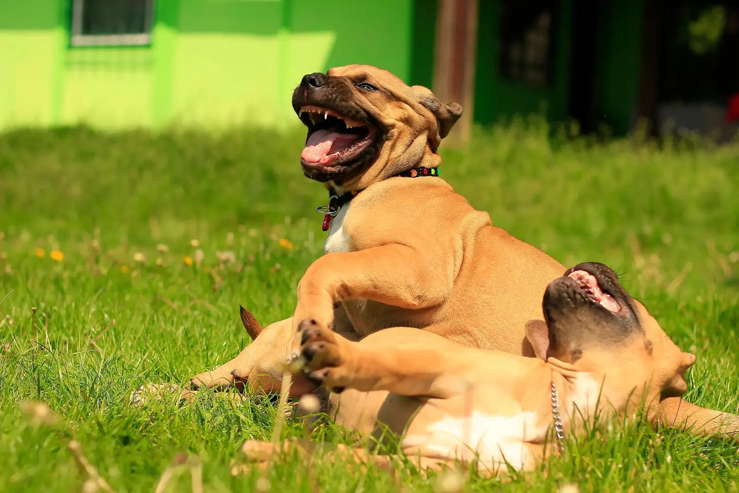 At købe en Boerboel-hvalp betyder at tage ansvar! Køb Boerboel-hvalpe.