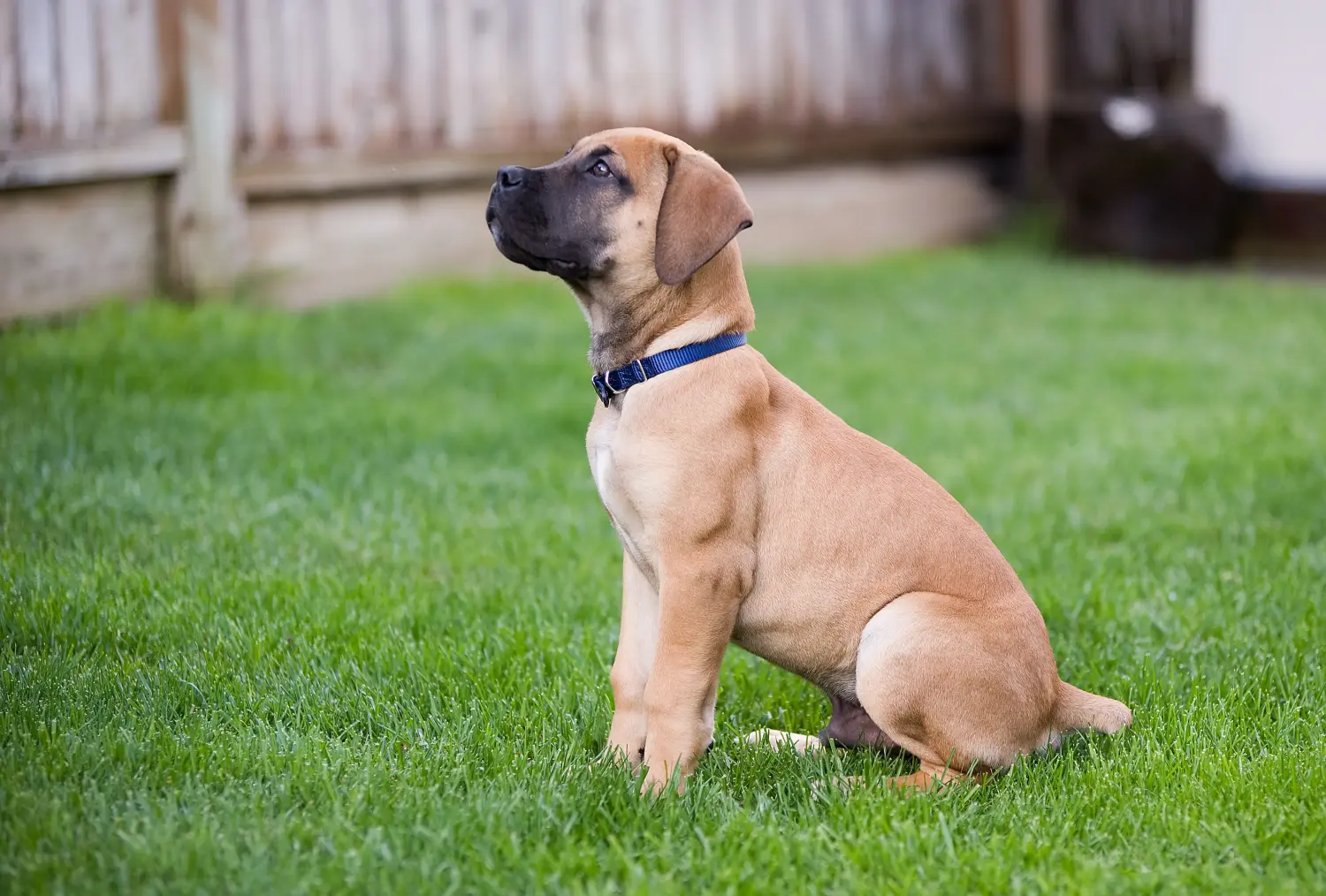 At købe en Boerboel-hvalp betyder at tage ansvar! Køb Boerboel-hvalpe.