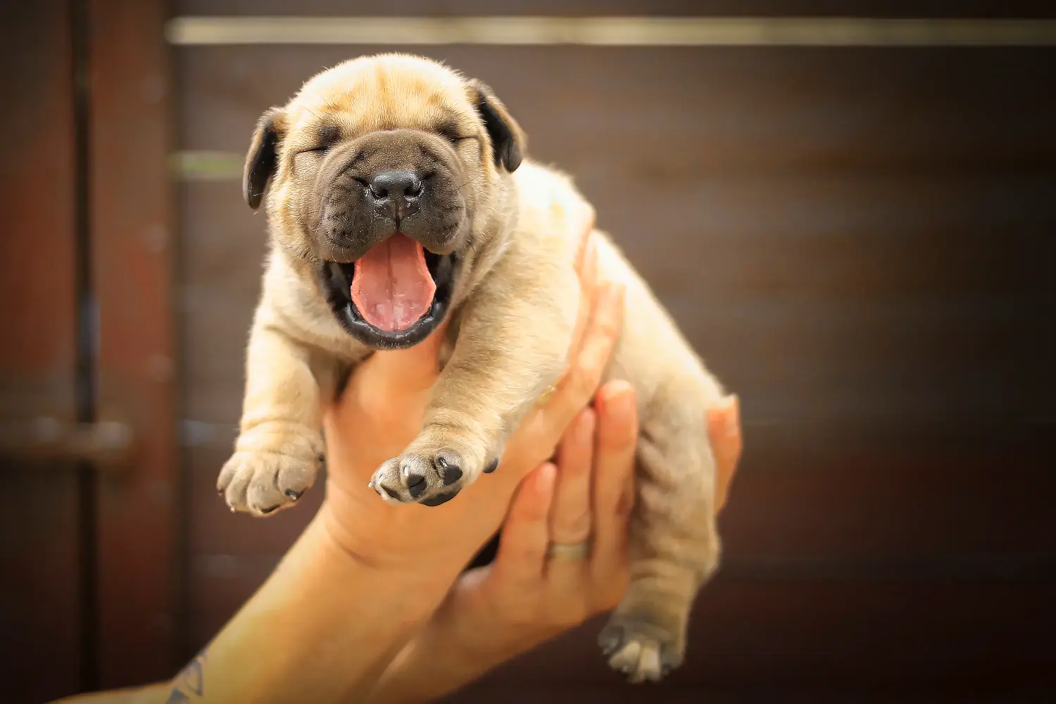 At købe en Boerboel-hvalp betyder at tage ansvar! Køb Boerboel-hvalpe.