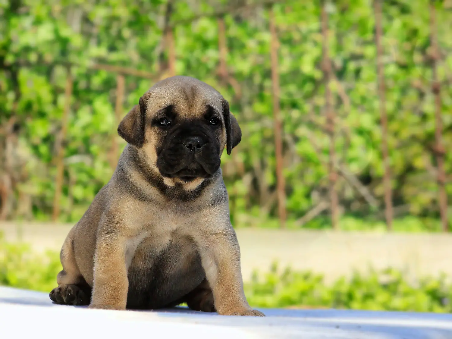 At købe en Boerboel-hvalp betyder at tage ansvar! Køb Boerboel-hvalpe.