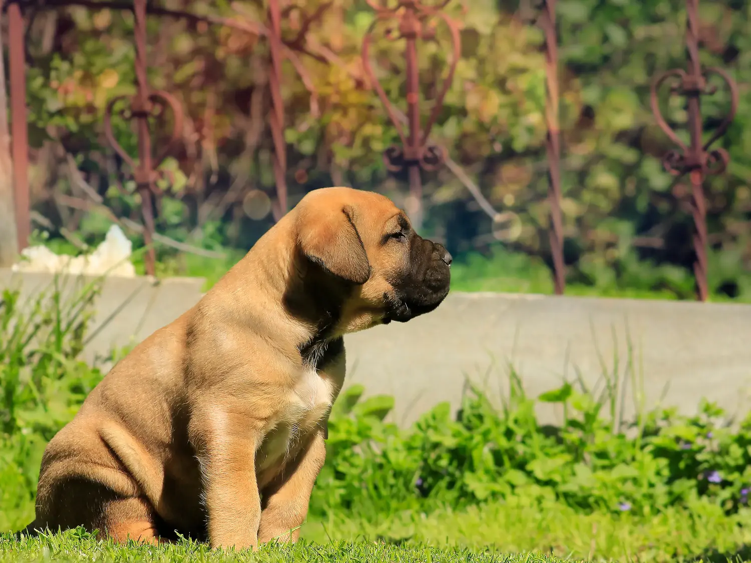 At købe en Boerboel-hvalp betyder at tage ansvar! Køb Boerboel-hvalpe.