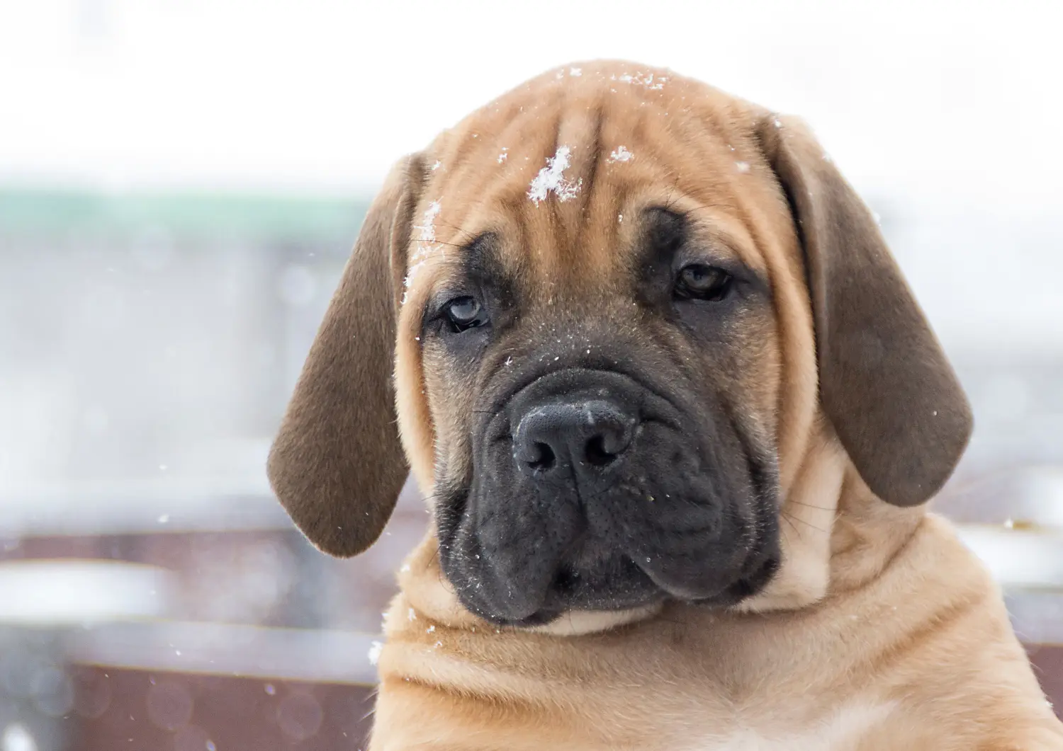 At købe en Boerboel-hvalp betyder at tage ansvar! Køb Boerboel-hvalpe.