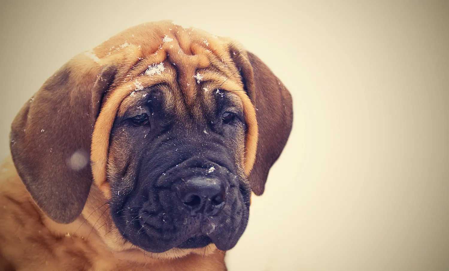 At købe en Boerboel-hvalp betyder at tage ansvar! Køb Boerboel-hvalpe.