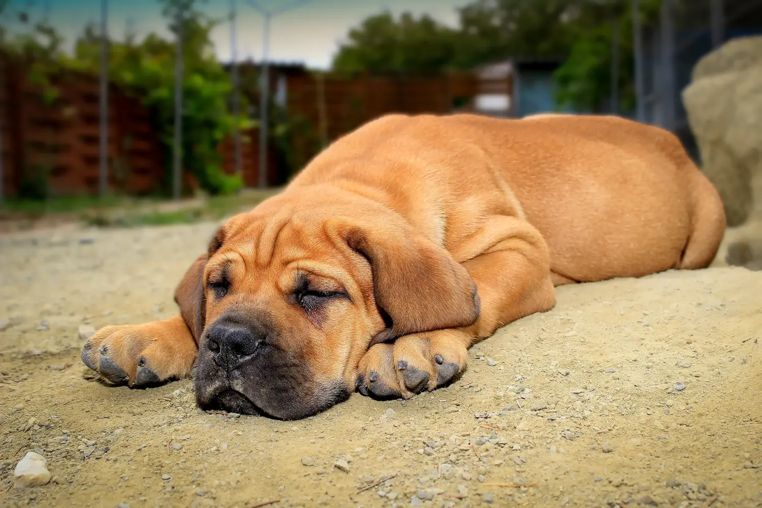 At købe en Boerboel-hvalp betyder at tage ansvar! Køb Boerboel-hvalpe.