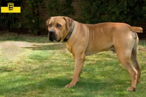 Read more about the article Boerboel-opdrættere og hvalpe i Baden-Württemberg