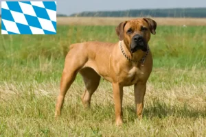 Read more about the article Boerboel-opdrættere og hvalpe i Bayern