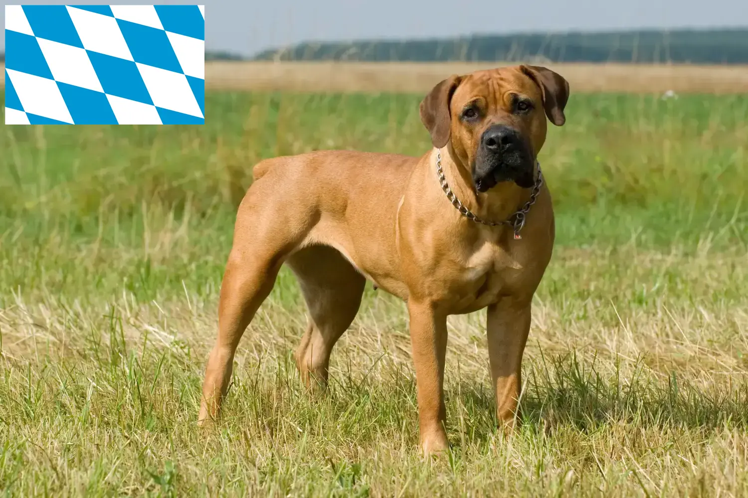 Boerboel hvalpe og opdrættere Bayern Her kan du finde Boerboels-opdrættere i Bayern.