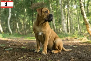 Read more about the article Boerboel-opdrættere og hvalpe i Berlin