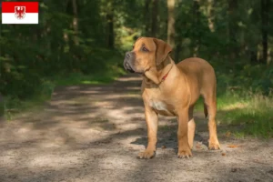Read more about the article Boerboel opdrættere og hvalpe i Brandenburg