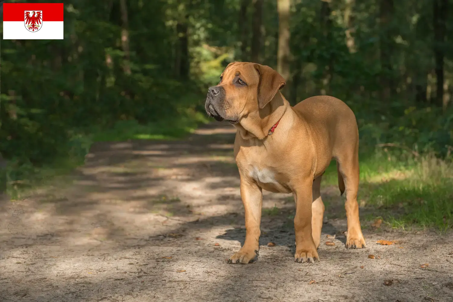 Boerboel hvalpe og opdrættere Brandenburg Her kan du finde Boerboels-opdrættere i Brandenburg.