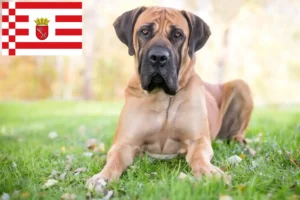 Read more about the article Boerboel-opdrættere og hvalpe i Bremen