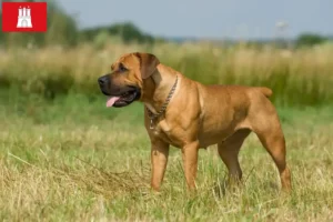 Read more about the article Boerboel-opdrættere og hvalpe i Hamborg