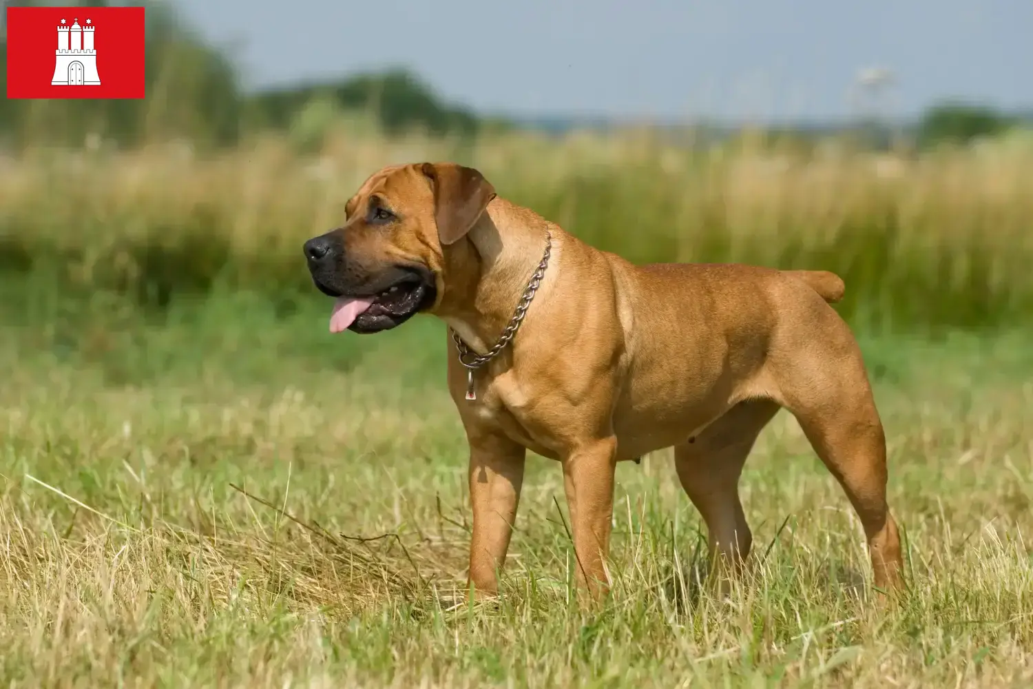 Boerboel hvalpe og opdrættere Hamborg Her kan du finde Boerboels-opdrættere i Hamborg.