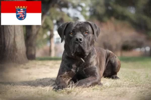 Read more about the article Boerboel-opdrættere og hvalpe i Hessen