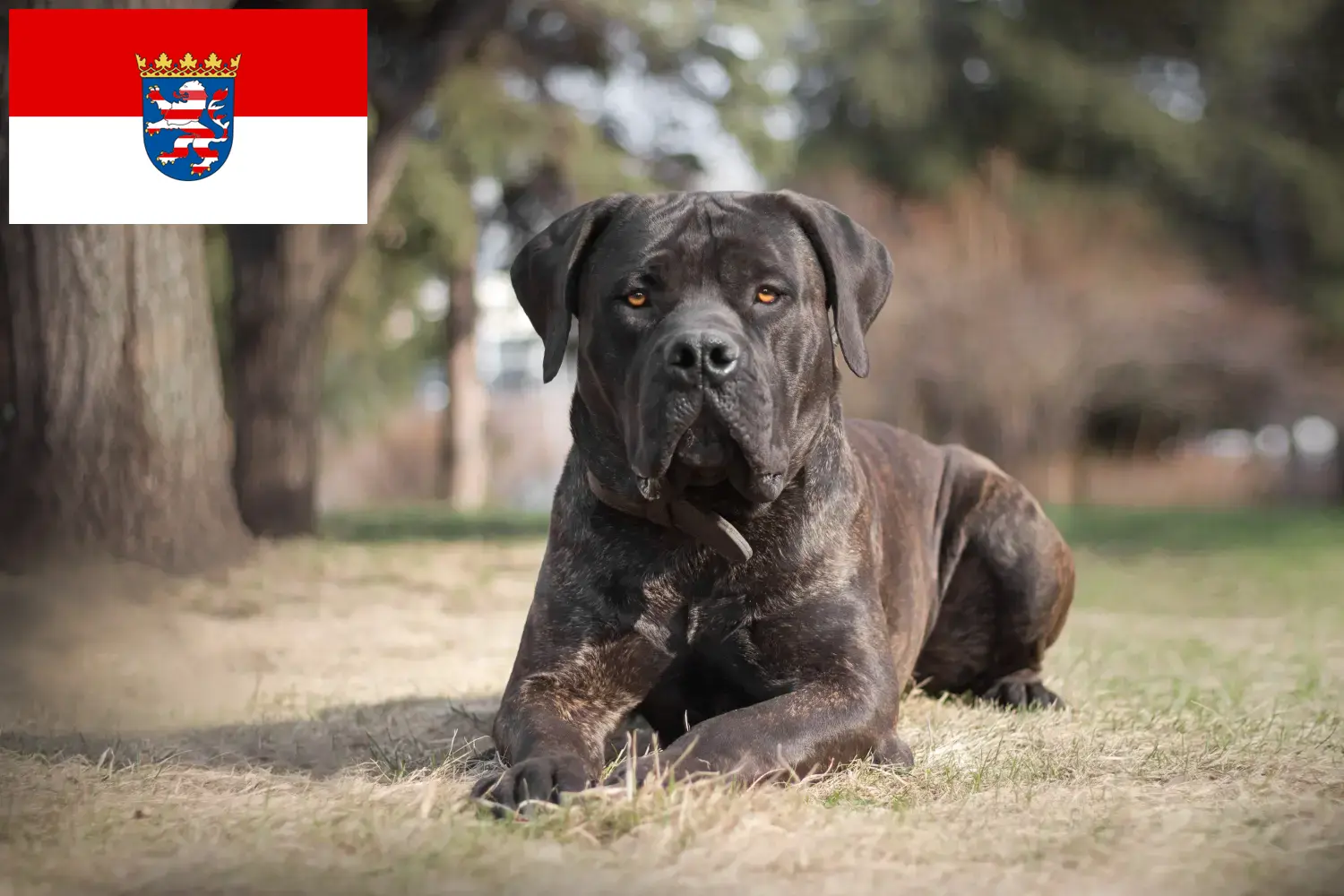 Boerboel hvalpe og opdrættere Hessen Her kan du finde Boerboels-opdrættere i Hessen.