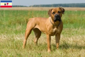 Read more about the article Boerboel-opdrættere og hvalpe i Mecklenburg-Vorpommern