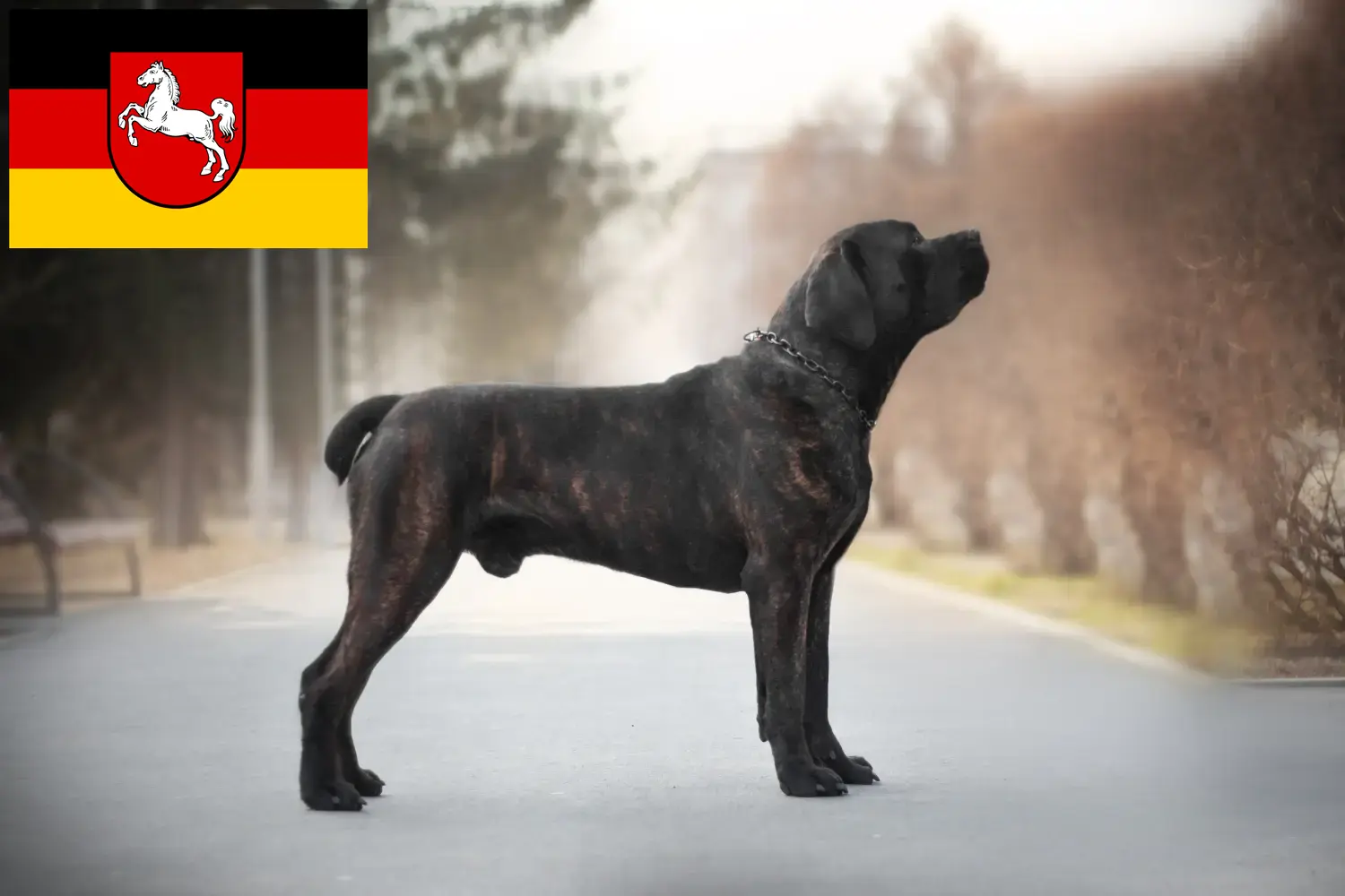 Boerboel hvalpe og opdrættere Niedersachsen Her kan du finde Boerboels-opdrættere i Niedersachsen.