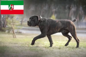 Read more about the article Boerboel opdrættere og hvalpe i Nordrhein-Westfalen