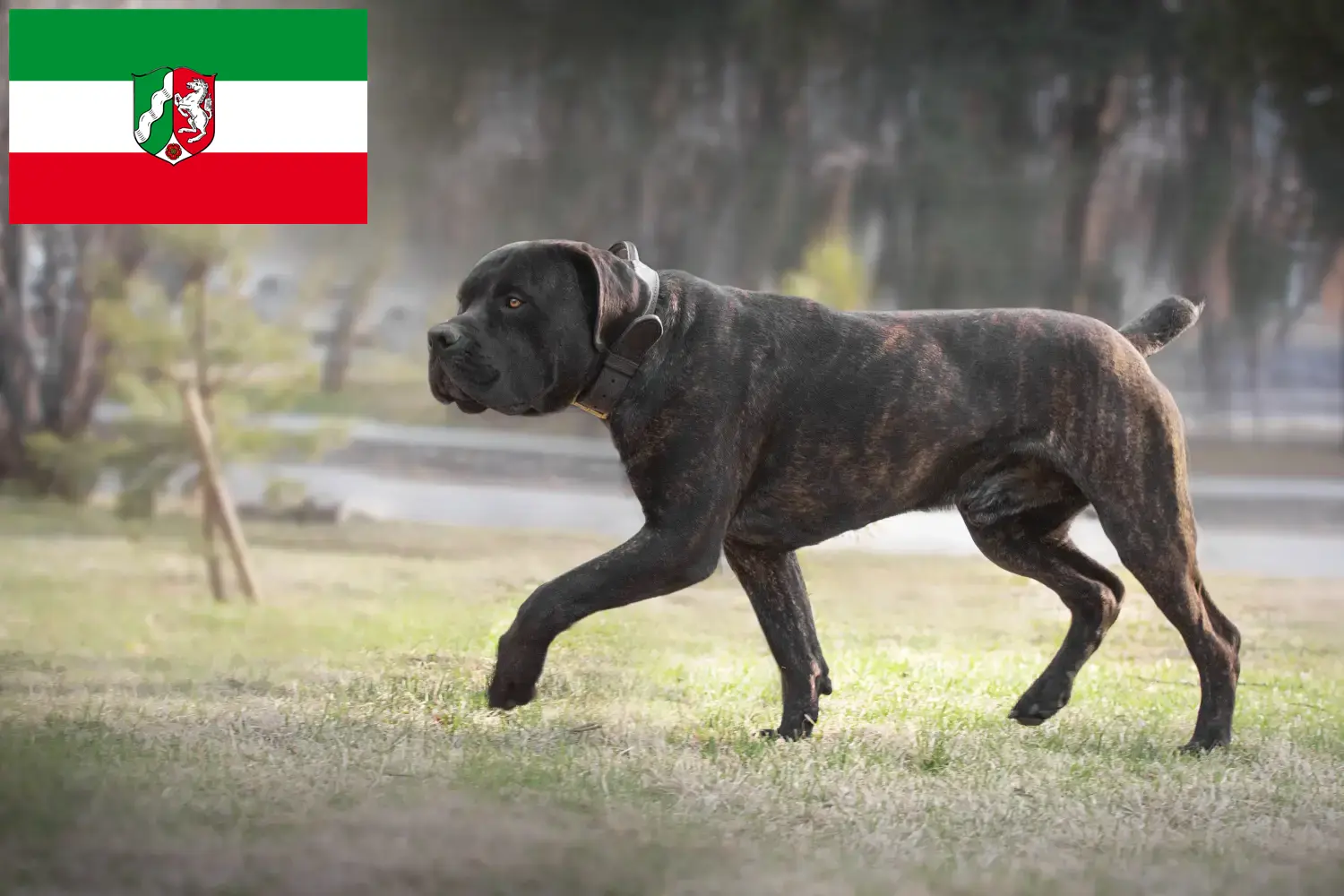 Boerboel hvalpe og opdrættere Nordrhein-Westfalen Her kan du finde Boerboels-opdrættere i Nordrhein-Westfalen.