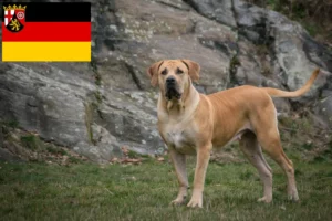 Read more about the article Boerboel-opdrættere og hvalpe i Rheinland-Pfalz