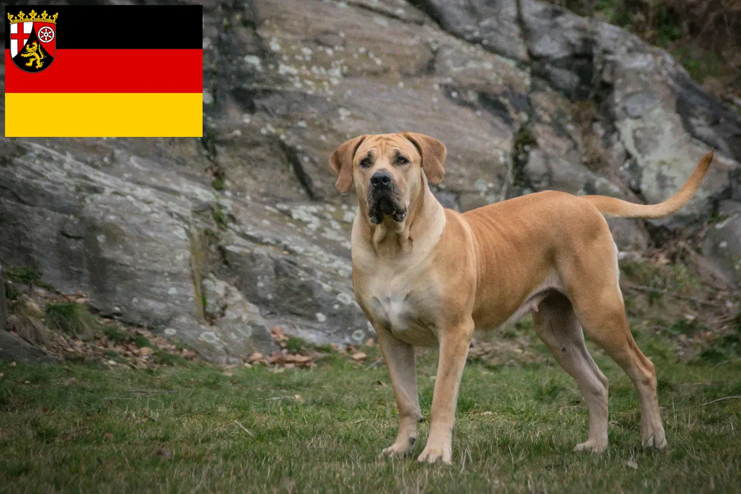 Boerboel hvalpe og opdrættere Rheinland-Pfalz Her kan du finde Boerboels-opdrættere i Rheinland-Pfalz.