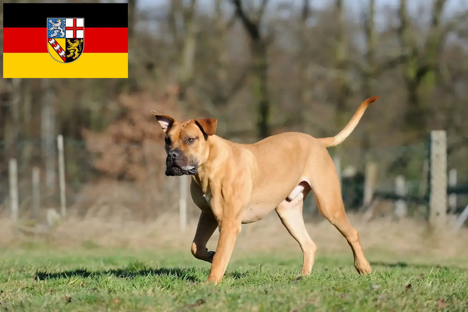 Read more about the article Boerboel opdrættere og hvalpe i Saarland