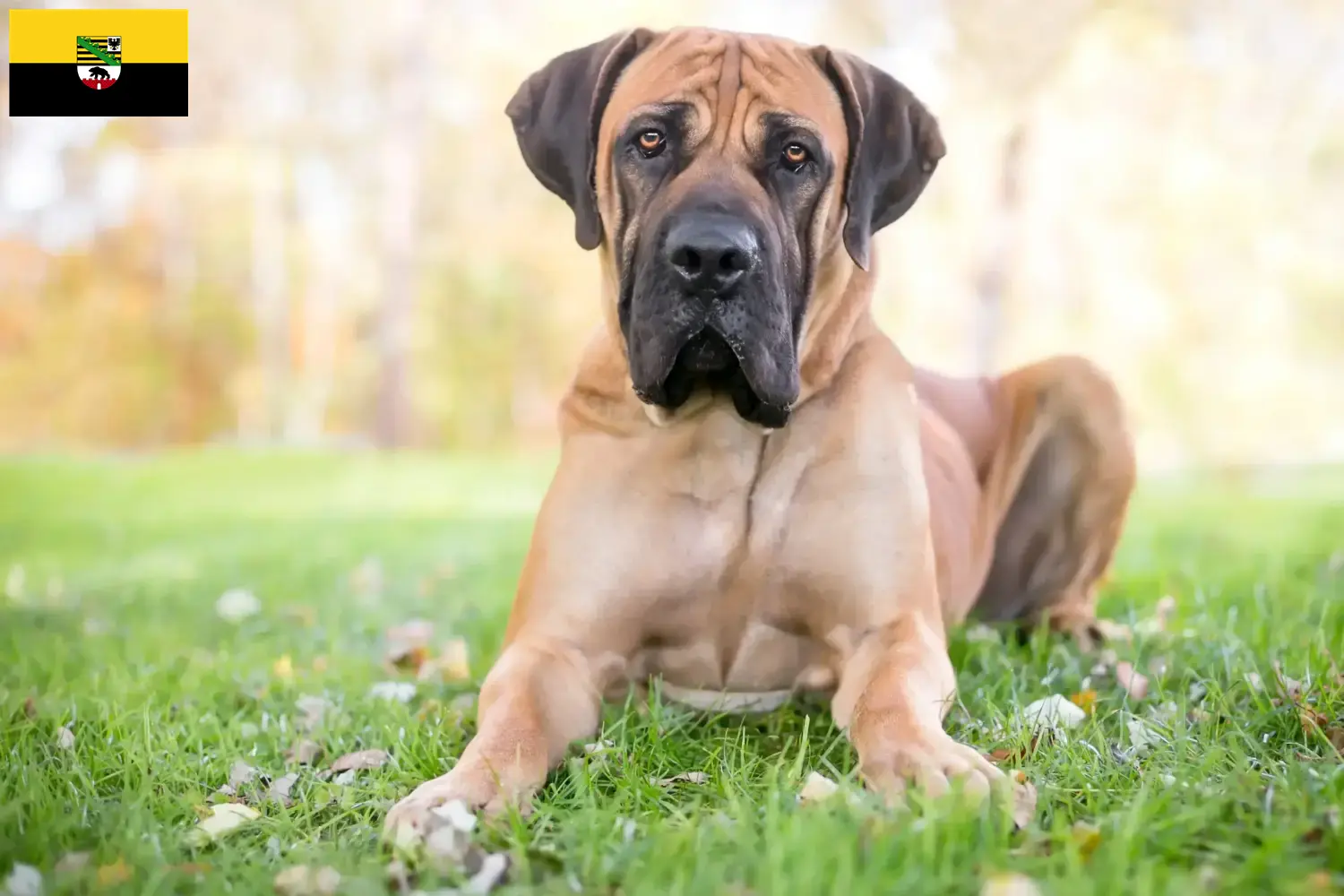 Read more about the article Boerboel-opdrættere og hvalpe i Sachsen-Anhalt