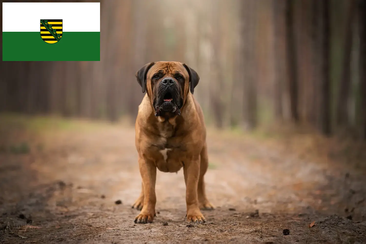 Read more about the article Boerboel-opdrættere og hvalpe i Sachsen