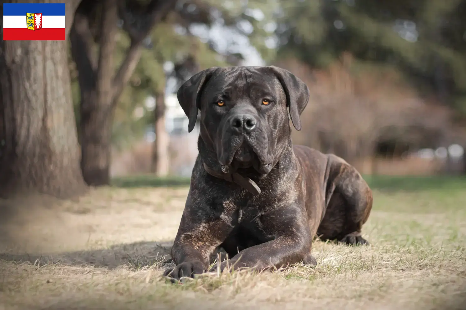 Boerboel hvalpe og opdrættere Schleswig-Holstein Her kan du finde Boerboels-opdrættere i Slesvig-Holsten.