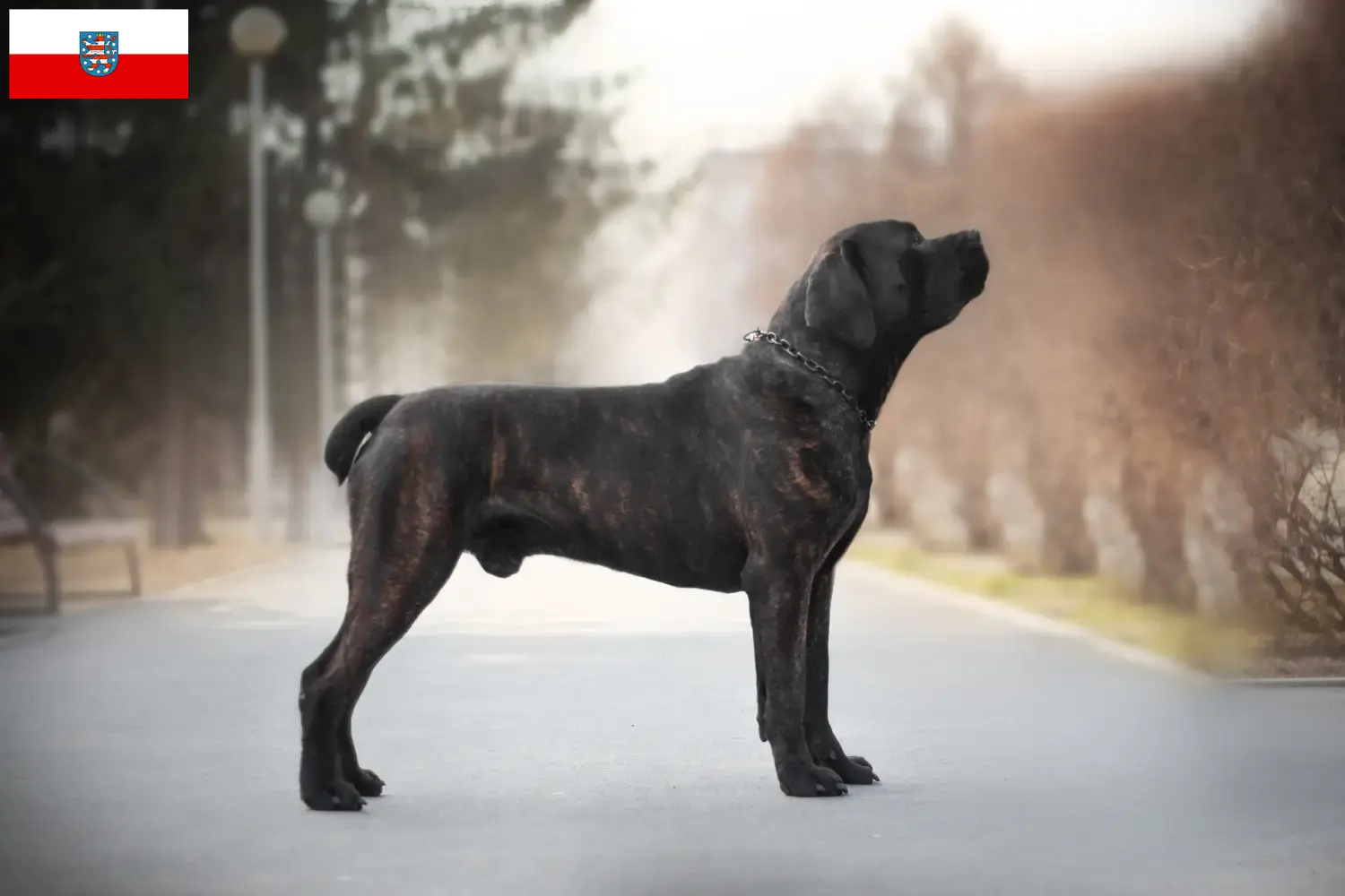Read more about the article Boerboel-opdrættere og hvalpe i Thüringen