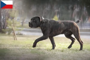 Read more about the article Boerboel-opdrættere og hvalpe i Tjekkiet