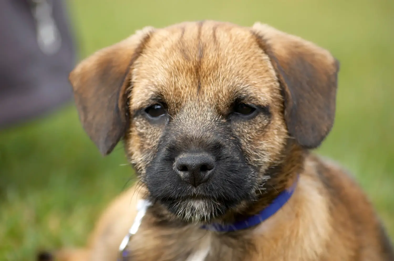 At købe en border terrier-hvalp betyder at tage ansvar! Køb Border Terrier hvalpe.