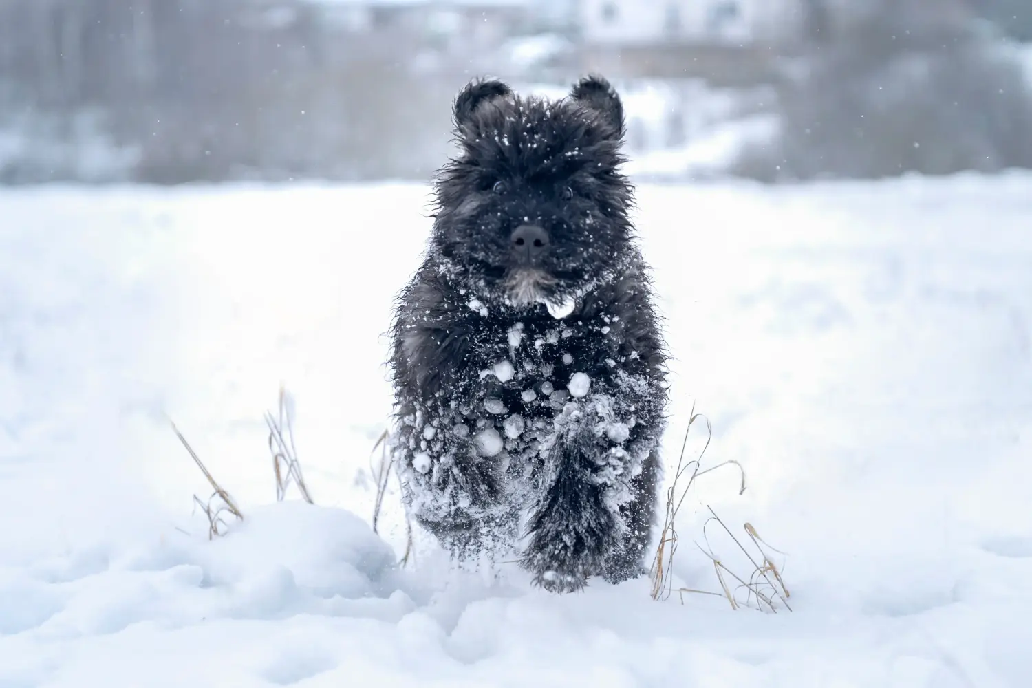 At købe en Bouvier des Flandres-hvalp betyder at tage ansvar! Køb Bouvier des Flandres-hvalpe.