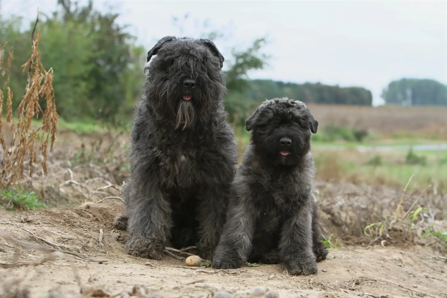 At købe en Bouvier des Flandres-hvalp betyder at tage ansvar! Køb Bouvier des Flandres-hvalpe.