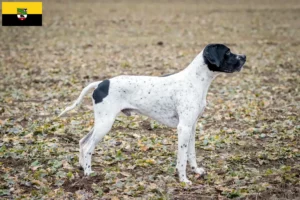 Read more about the article Braque d’Auvergne opdrættere og hvalpe i Sachsen-Anhalt