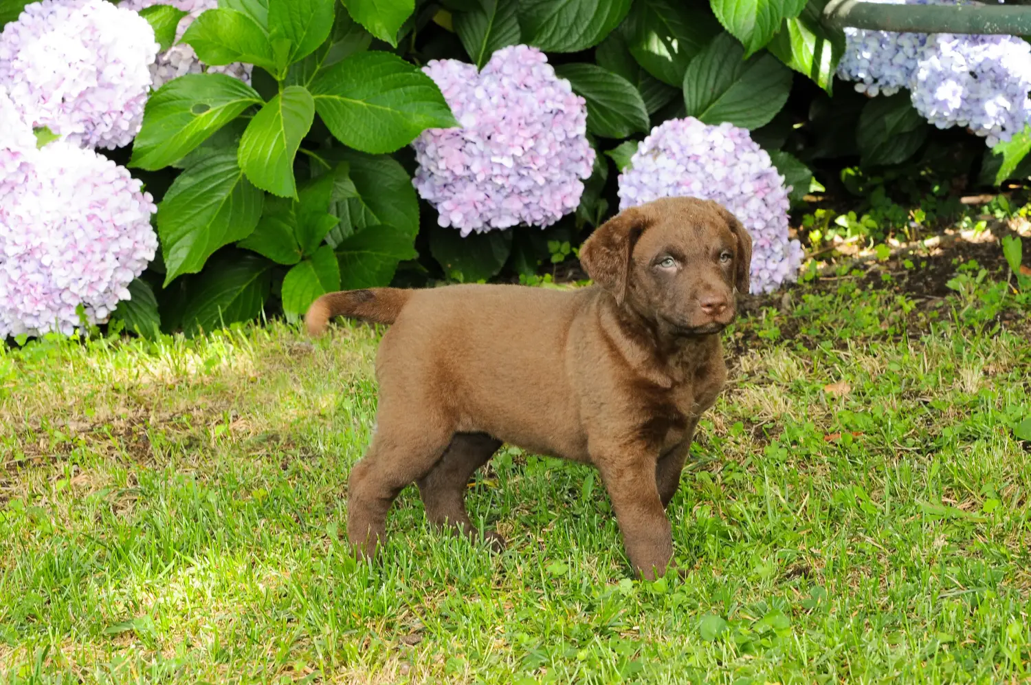 At købe en Chesapeake Bay Retriever-hvalp betyder at tage ansvar! Køb Chesapeake Bay Retriever-hvalpe.