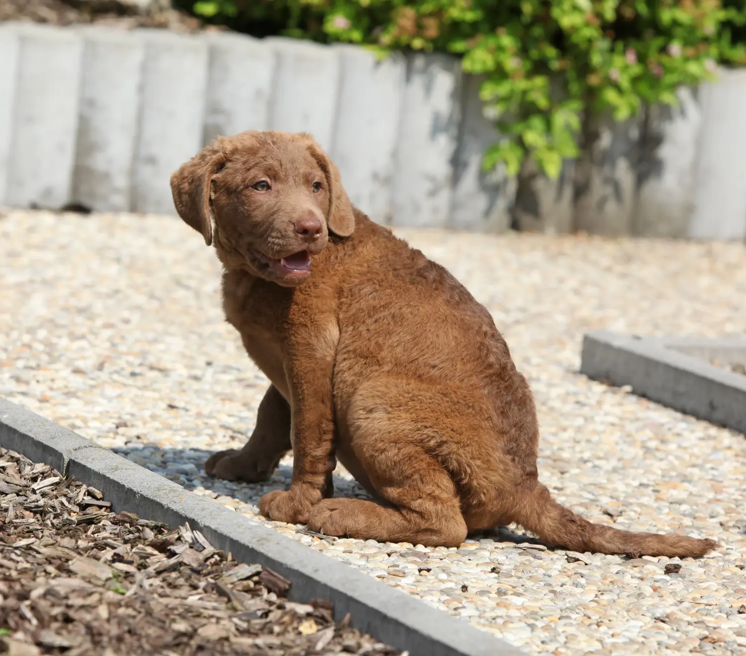 At købe en Chesapeake Bay Retriever-hvalp betyder at tage ansvar! Køb Chesapeake Bay Retriever-hvalpe.