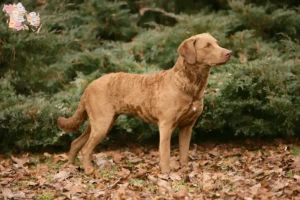 Read more about the article Chesapeake Bay Retriever opdrættere og hvalpe i Syddanmark