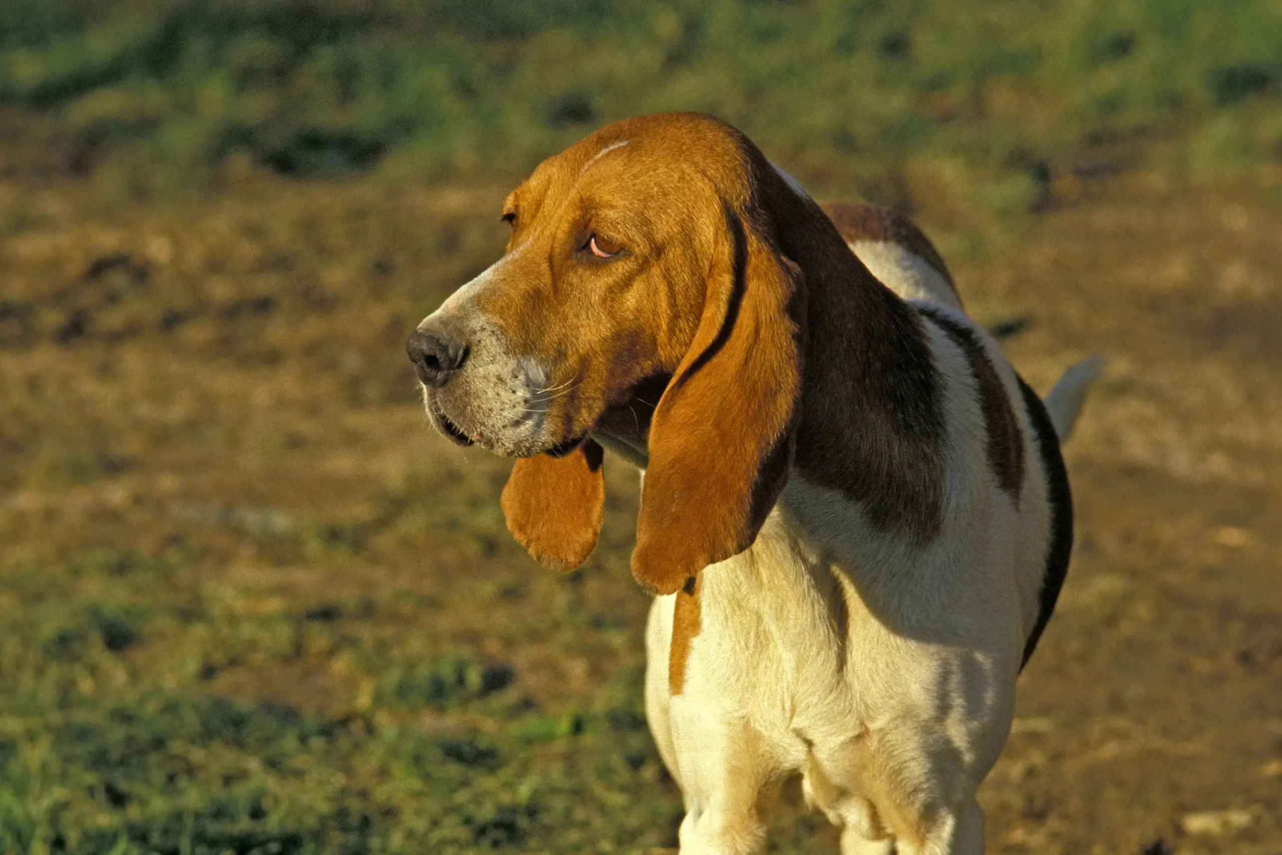 Read more about the article Opdrætter af Chien d’Artois