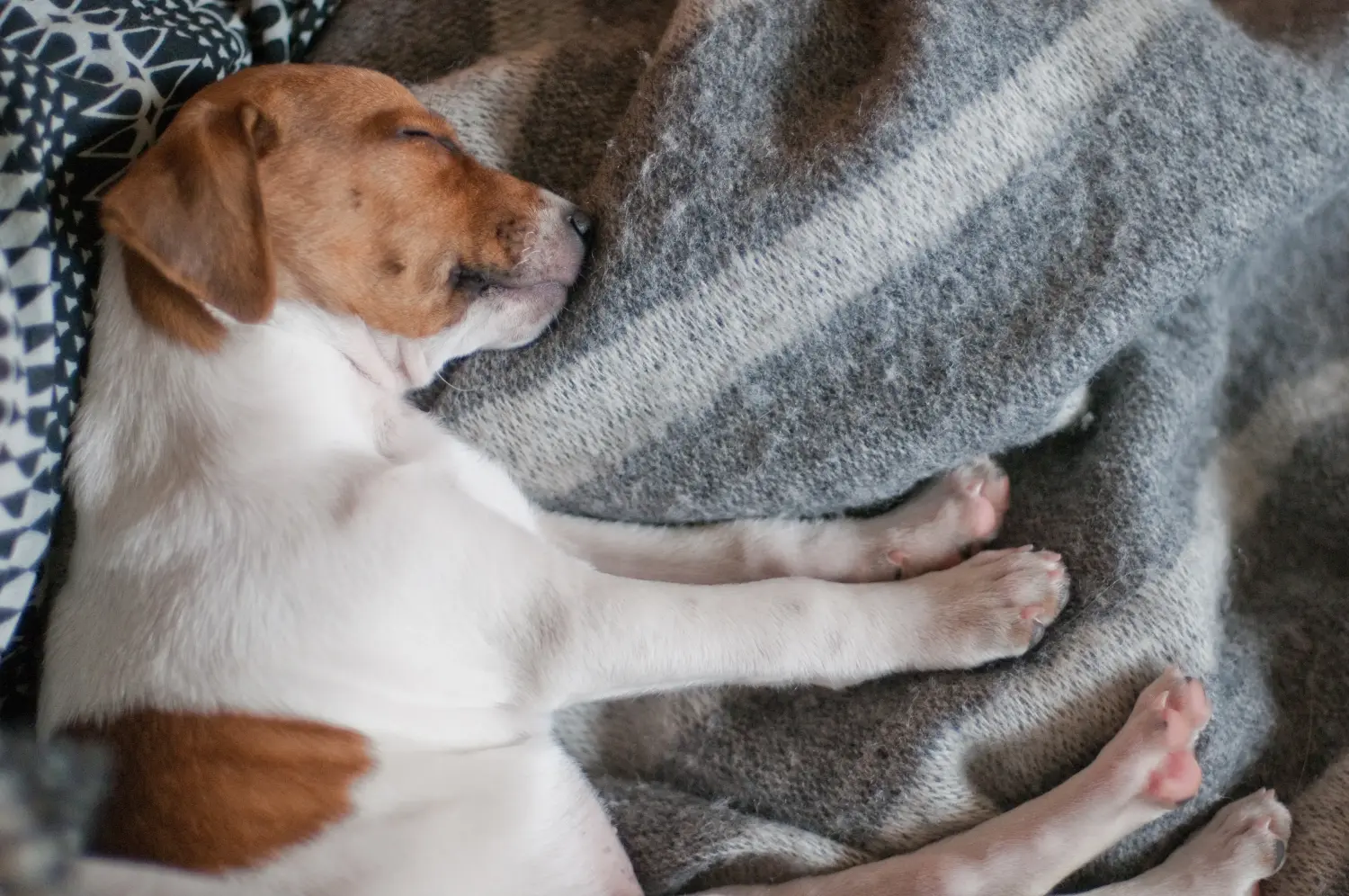 At købe en dansk-svensk gårdhundehvalp betyder at tage ansvar! Køb dansk-svenske gårdhundehvalpe.
