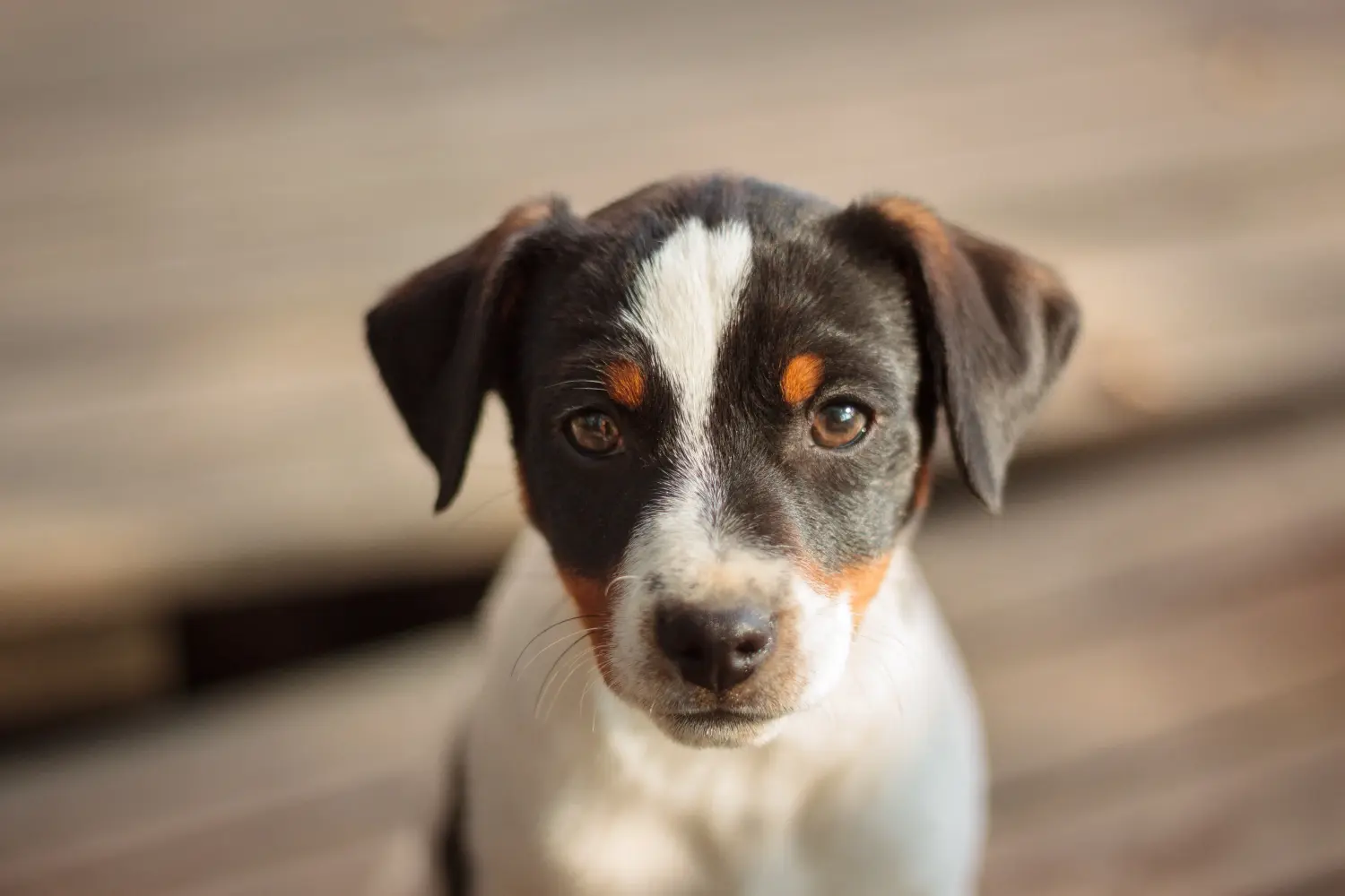 At købe en dansk-svensk gårdhundehvalp betyder at tage ansvar! Køb dansk-svenske gårdhundehvalpe.