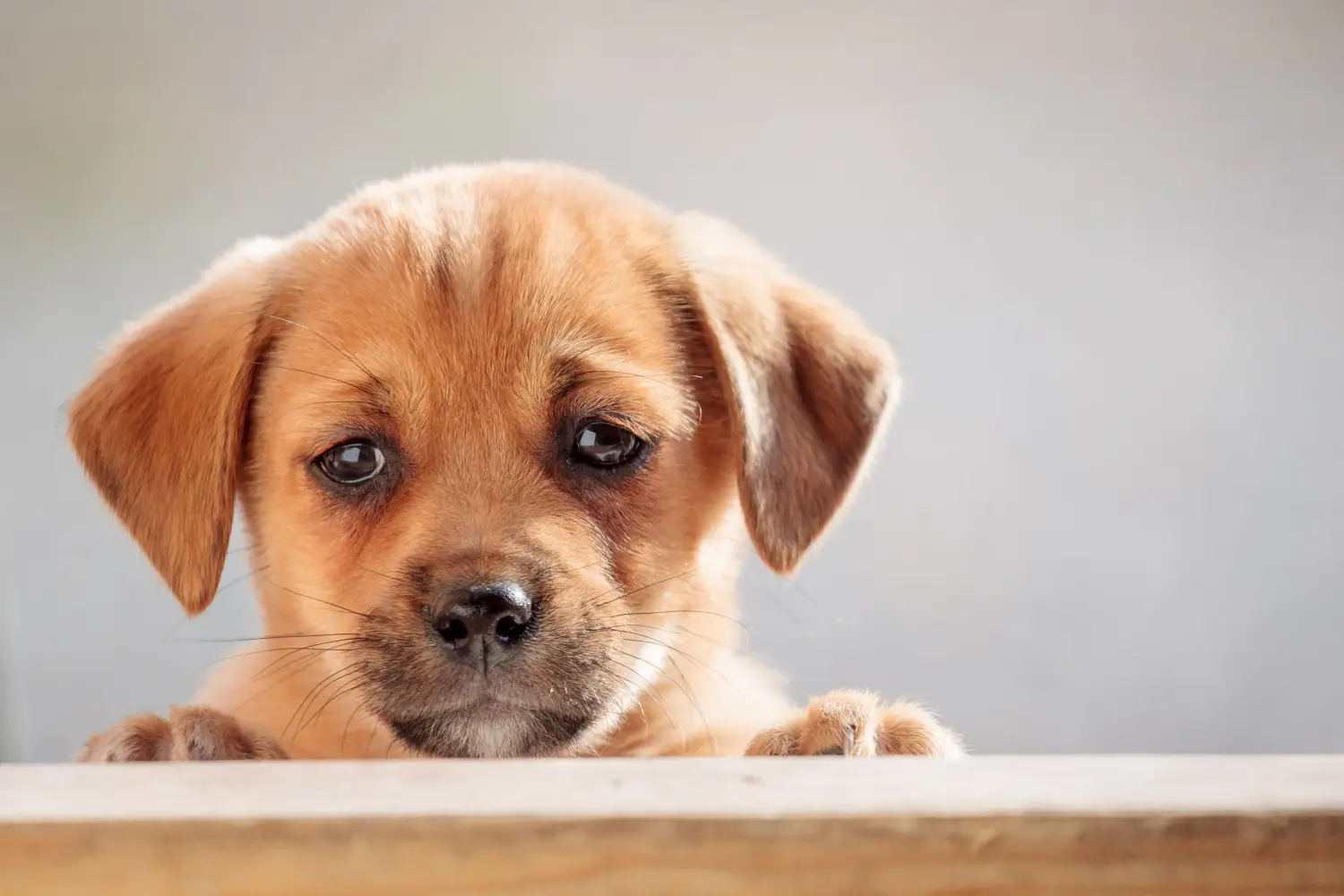 At købe en dansk-svensk gårdhundehvalp betyder at tage ansvar! Køb dansk-svenske gårdhundehvalpe.