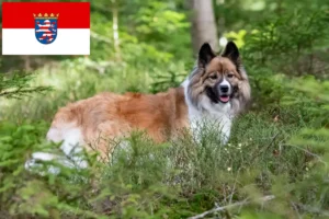 Read more about the article Elo opdrættere og hvalpe i Hessen