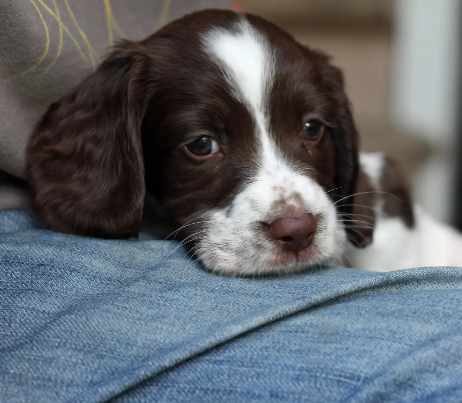 At købe en English Springer Spaniel-hvalp betyder at tage ansvar! Køb Engelsk Springer Spaniel hvalpe.