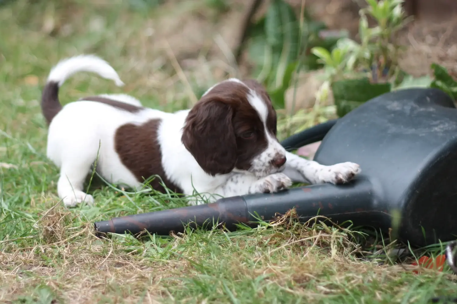 At købe en English Springer Spaniel-hvalp betyder at tage ansvar! Køb Engelsk Springer Spaniel hvalpe.